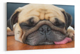 A2 45x60 Canvas Wall Art of Pug Dog for your Living Room Canvas Prints - Pictures