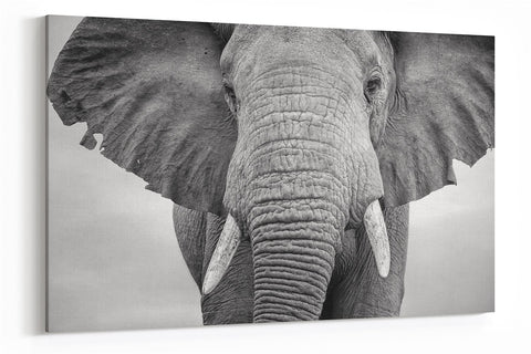 A2 45x60 Canvas Wall Art of Black and White Elephant  for your Living Room Prints - Pictures