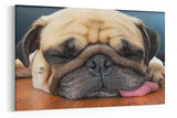 A3 30x45cm Canvas Wall Art of Pug Dog for your Living Room Canvas Prints - Pictures