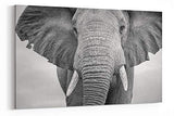 A1 60x75cm Canvas Wall Art of Black and White Elephant  for your Living Room Canvas Prints - Pictures